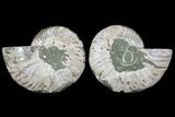 Cut & Polished Ammonite Fossil - Agatized #78551-1